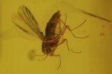 Detailed Fossil Flies, Springtail And Caddisfly In Baltic Amber #84648-4